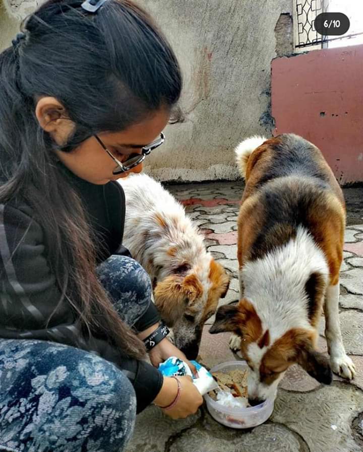 Feeding Street Dogs